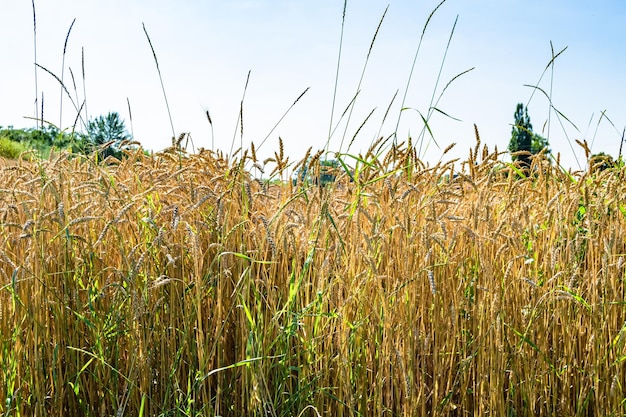 Photography on theme big wheat farm field for organic harvest photo consisting of large wheat farm field for harvest on sky background wheat farm field for harvest this natural nature autumn season