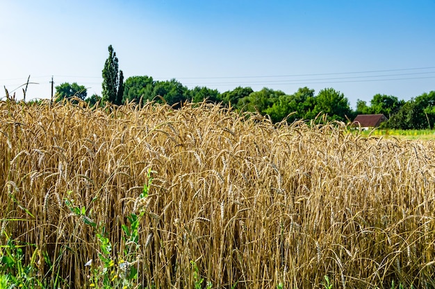 Photography on theme big wheat farm field for organic harvest photo consisting of large wheat farm field for harvest on sky background wheat farm field for harvest this natural nature autumn season