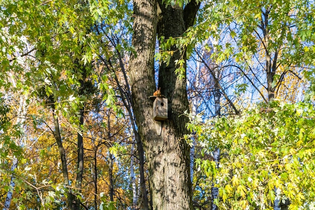 Photography on theme empty hanging birdhouse to natural forest tree