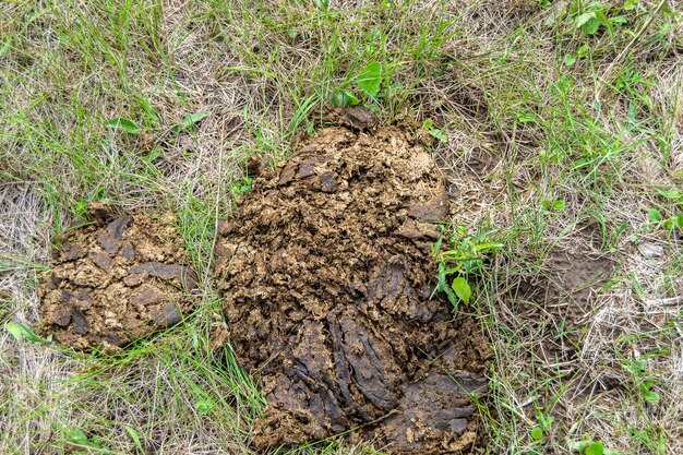 Photo photography on theme fresh cow dung lies on manure animal farm