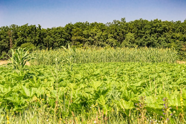 Photography to theme large beautiful harvest corn