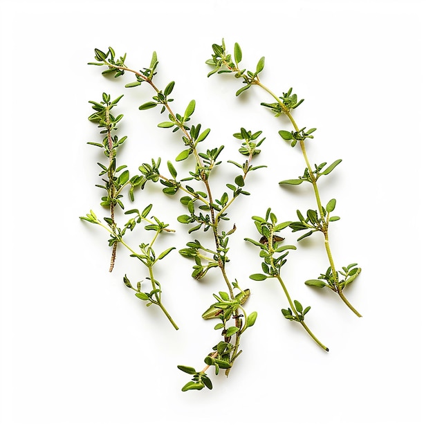 photography of Thyme spice on white background