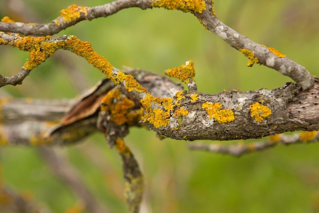 Photography with beautiful nature from Moldova in summer