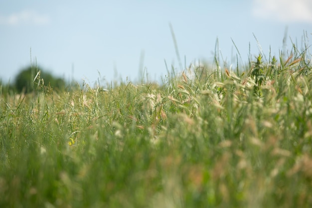 Photography with beautiful nature from Moldova in summer