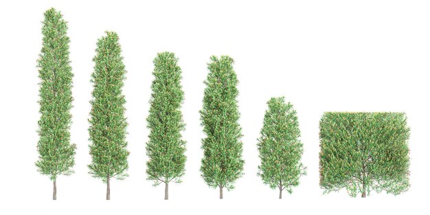 photorealistic 3D rendering of Pinnacle trees in transparent background of top view