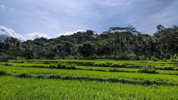 PHOTOS BEAUTIFUL SCENERY RICEFIELD GREEN IN INDONESIA