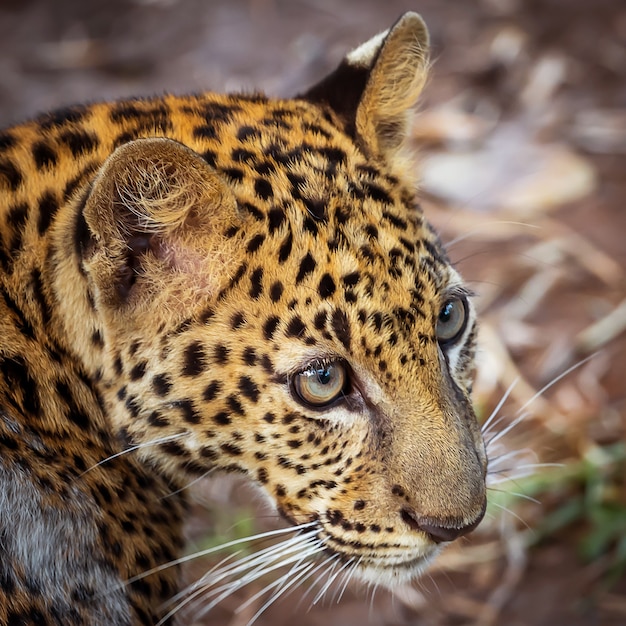 Photos of leopard naturally.