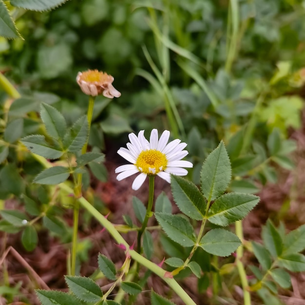 Photos of nature in northern Germany in summer