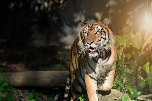 Photos of tiger naturally.