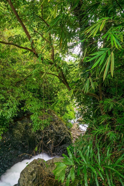 Photos of trees and waterfalls in Indonesia's tropical forests