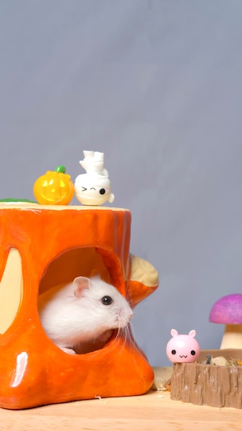 Photoshoot studio session of hamster with her orange house with grey background