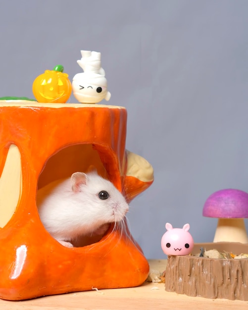 Photoshoot studio session of hamster with her orange house with grey background