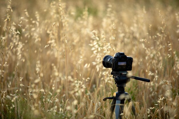 Photoshooting during the sunset in the wheat field