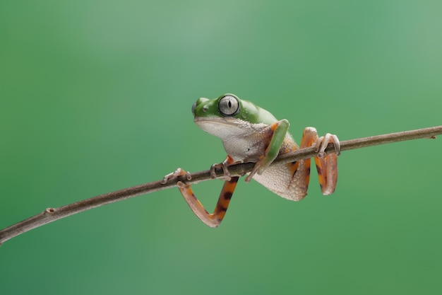 Phyllomedusa hypochondrialis climbing on branch