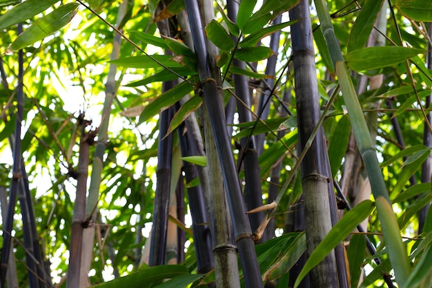 Phyllostachys nigra Black Bamboo in the garden