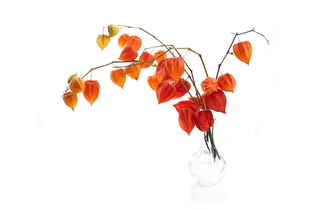 Physalis alkekengi isolated on white background branches of chinese lantern