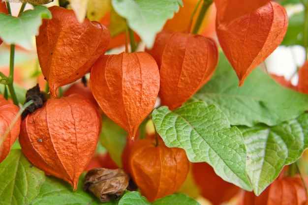 The physalis berry in red shell on branch Orange lanterns of physalis among green leaves