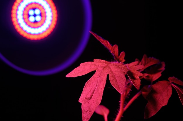 Phytolamp illuminates small sprouts in a pot. close-up.