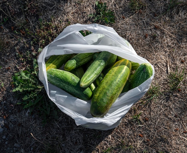 Picked cucumbers in a bag on the ground