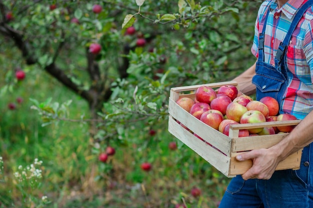 Picking apples Closeup of a crate with apples A man with a full basket of red apples in the garden