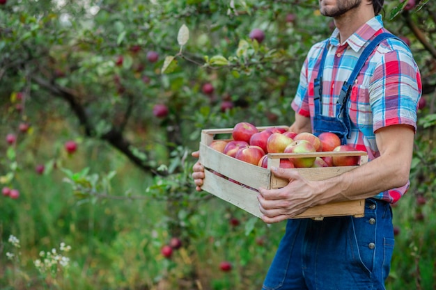 Picking apples Closeup of a crate with apples A man with a full basket of red apples in the garden