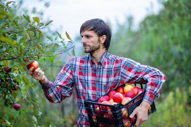 Picking apples A man with a full basket of red apples in the garden Organic apples