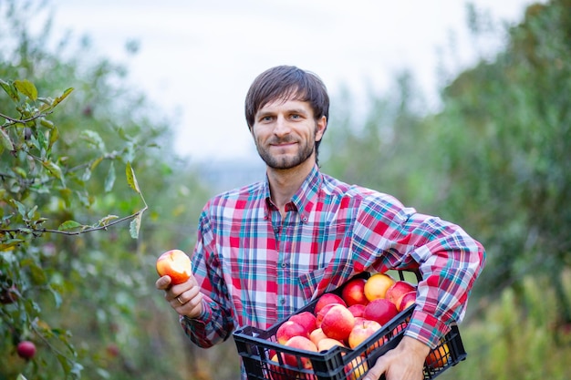 Picking apples A man with a full basket of red apples in the garden Organic apples