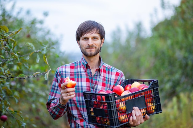 Picking apples A man with a full basket of red apples in the garden Organic apples