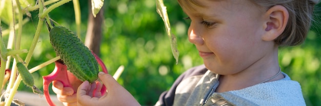 Picking crops cucumbers in autumn. cucumber in the hands of a little kid boy who harvesting with scissors. 