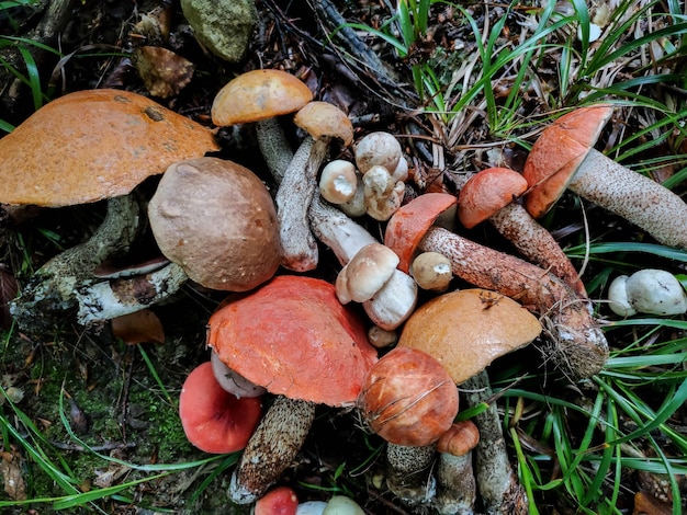 Picking mushrooms in the forest