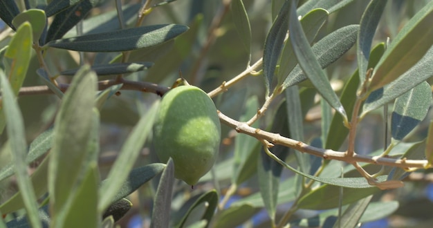 Picking off olives from the tree