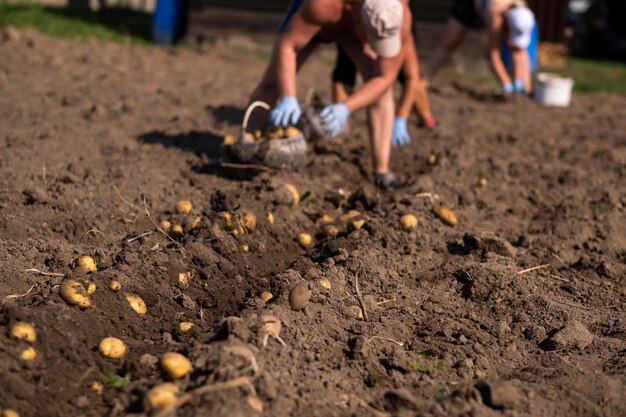 Picking potatoes on the field manually A man harvests potatoes on earth