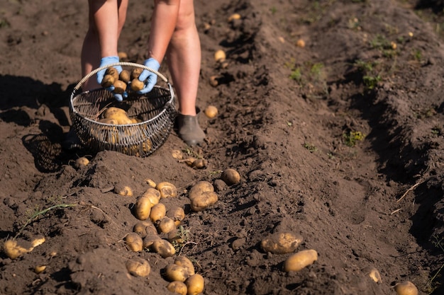 Picking potatoes on the field manually A man harvests potatoes on earth