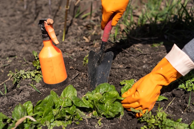 Picking spinach in a home garden. Bio spanach