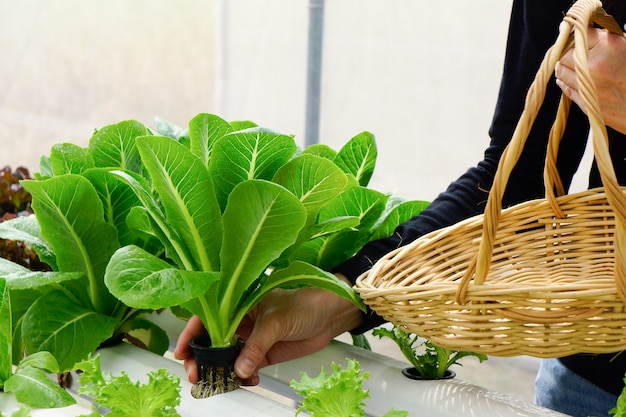 picking up fresh vegetable from the garden