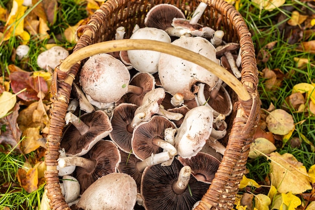 Picking white wild mushrooms rose des pres or agaricus campestris with a wicker basket in a meadow