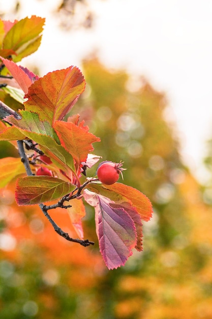 Picture of a branch with a berry Autumn landscape