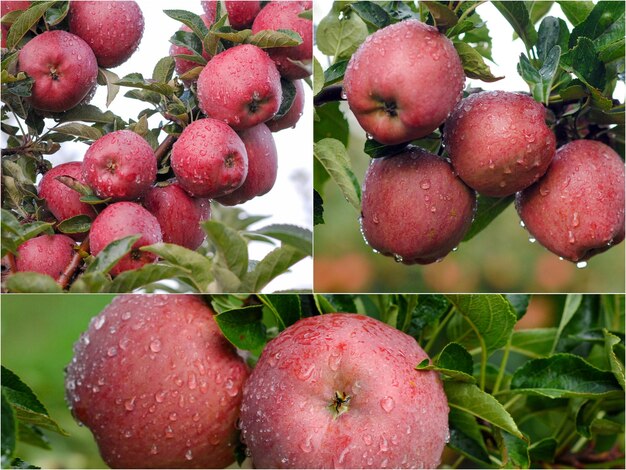 picture collage of a red rippe apples in orchard