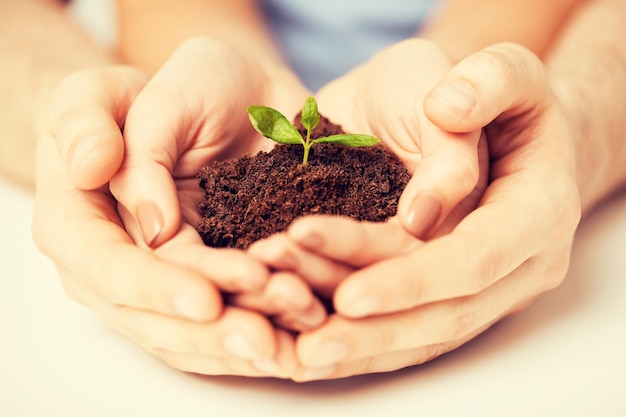 picture of couple hands with green sprout and ground