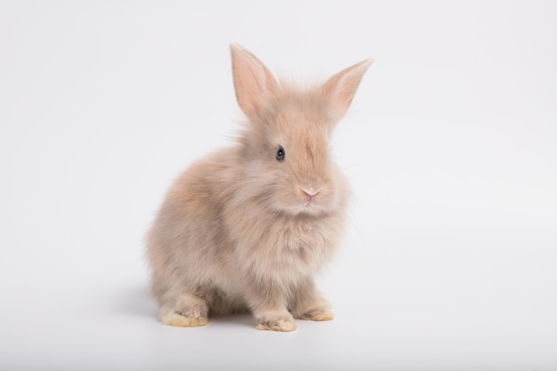 The picture of a cute small brown rabbit on a white background