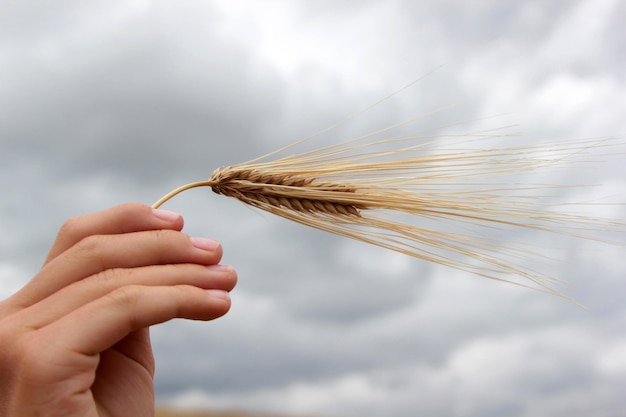 Picture of golden wheat in countryside