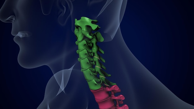 Photo a picture of a human body with the spine exposed