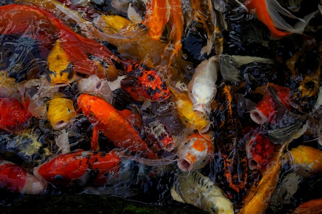 Picture of koi fish in the water