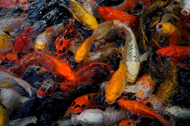 Picture of koi fish in the water