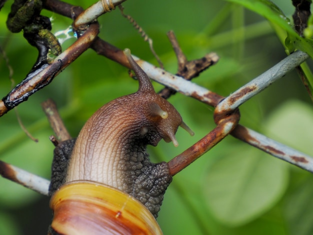 Picture of a large snail perched on a wire mesh.