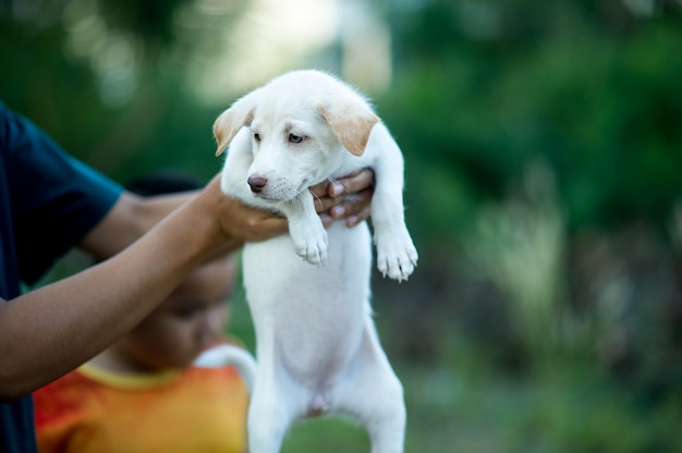 The picture of the little puppy Creatures that can play with people Dog lover concept