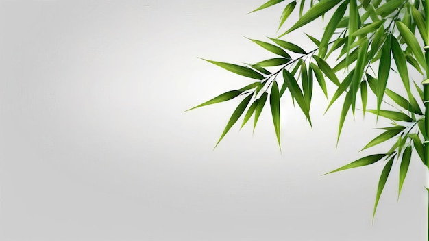 a picture of a plant with green leaves that says bamboo