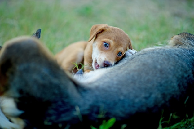 The picture of a puppy eating breast milk from hunger Dog lover concept With copy space