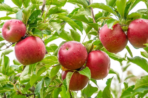 Picture of a ripe apples in orchard ready for harvestingmorning shot