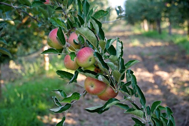 picture of a Ripe Apples in Orchard ready for harvestingMorning shot